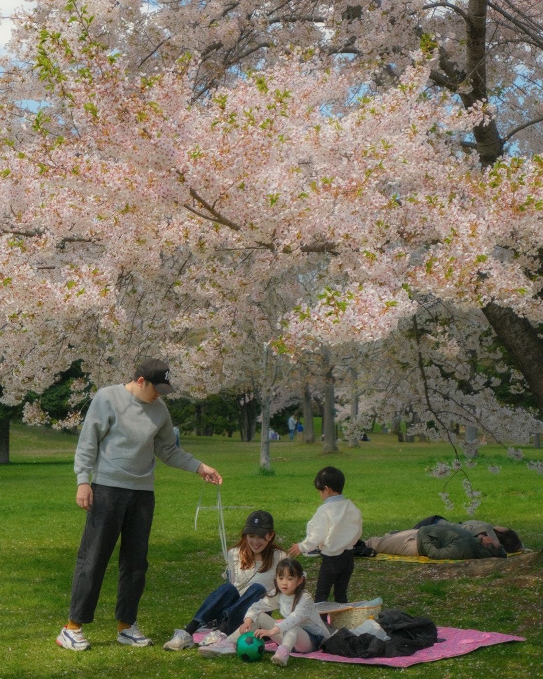 A family having a picnic on the grass under cherry trees in full blossom.