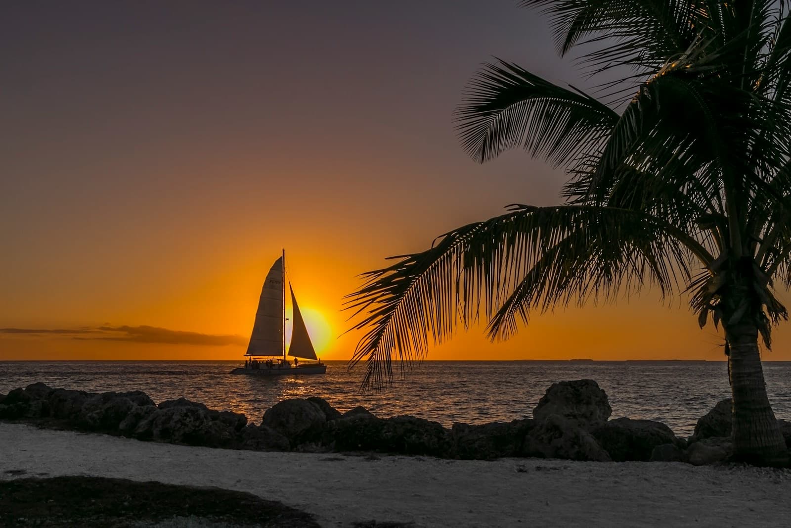 A sailboat crossing an orange sunset, framed by a palm tree on the shore.
